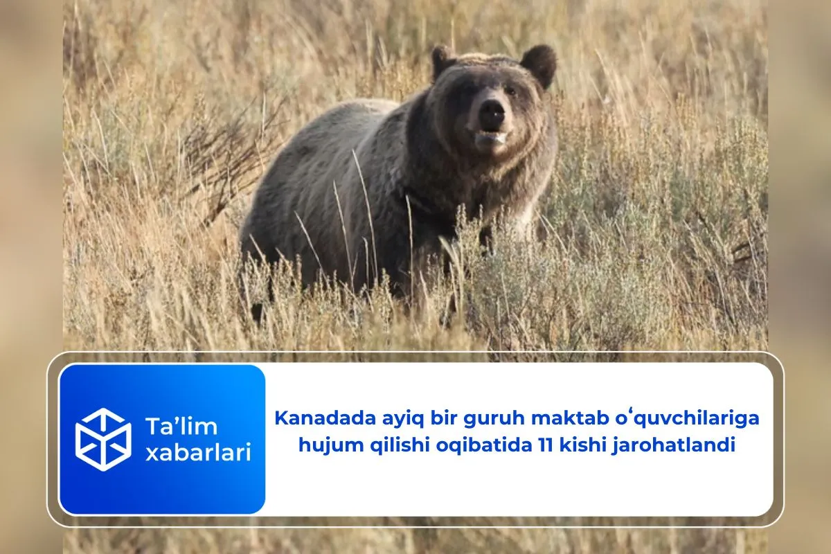 Kanadada ayiq bir guruh maktab oʻquvchilariga hujum qilishi oqibatida 11 kishi jarohatlandi